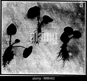 . Fioristi' review [microformati]. Floricoltura. -Fbbbuaby 11, 1916. I fioristi"Review 79 vigorosa giovani piante. /# V 50.000 due volte trapiantato ciclamino (Jf il miglior ceppo di tedesco di sementi, il tipo che fa enormi blumi. Queste piante sono state fatte crescere solo a destra. Quando è stato il momento di avere una mossa, ci siamo spostati a loro e quando è stato il momento di acqua, esse sono state annaffiate solo a destra e il terreno sono state cresciute in era perfetta - proprio il tipo di dare loro una massa di radici sani. Essi sono ora pronti per 2^ o 3 pollici pentole, e siamo in grado di fornirvi ICO o 50.000 forte, piante uniformi, senza abbattimenti; colori separati Foto Stock