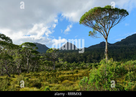 Australia, Australia e Tasmania, Franklin-Gordon Wild Rivers National Park, UNESCO Patrimonio Mondiale, pianura, palude, paesaggio, natura, riflessione Foto Stock