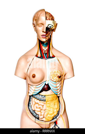 Modello anatomico; anatomisches modell Foto Stock