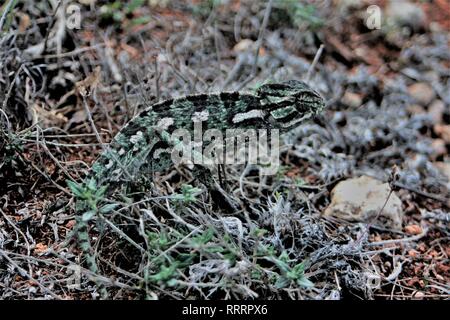 Camaleonte europea (Chamaeleo chamaeleon) nel timo gariga ricco nei pressi di Dingli, Malta Foto Stock