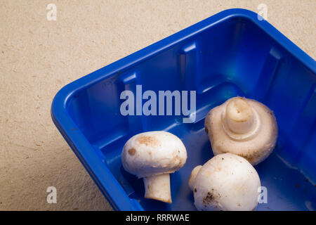 Appena raccolto tutto il bianco di funghi in una plastica blu vassoio di confezionamento Foto Stock