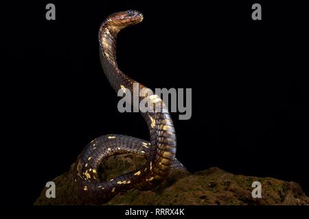 Cobra egiziano (Naja haje) Foto Stock