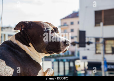 Grande bella Stafford cane a casa, seduto sulla finestra e guardando su strada Foto Stock