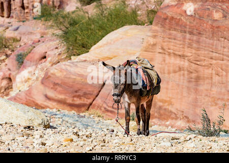Vista ravvicinata di due un povero asino nel sito Patrimonio Mondiale dell'Unesco in Petra. Petra è un patrimonio storico e archeologico della città nel sud della Giordania. Foto Stock