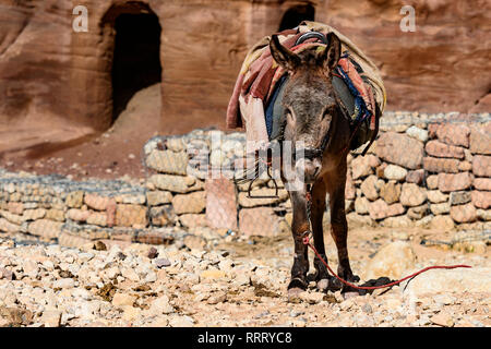 Vista ravvicinata di due un povero asino nel sito Patrimonio Mondiale dell'Unesco in Petra. Petra è un patrimonio storico e archeologico della città nel sud della Giordania. Foto Stock