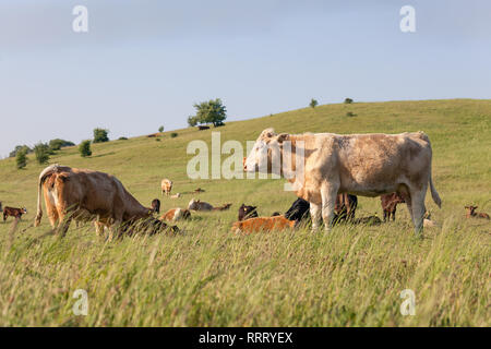 Paesaggio svedese con bestiame Foto Stock