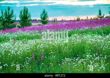 Bellissimo paesaggio di primavera con la fioritura di fiori selvatici in prato e sunrise. campo estivo con la fioritura di camomilla fiori Foto Stock