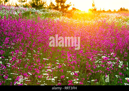 Paesaggio di primavera con la fioritura fiori su un prato e tramonto. fiori selvatici fiorire nel campo estivo Foto Stock