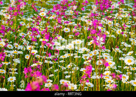 Bellissimo prato primavera con fiori di fioritura. blossom nel settore fiori di camomilla Foto Stock