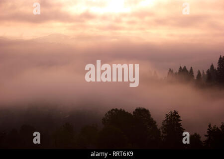 Foresta di nebbia e cielo nuvoloso in montagna. Foto Stock