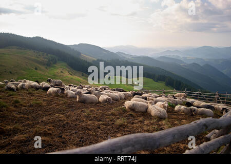 Le pecore sulle montagne dei Carpazi pascolo. Foto Stock