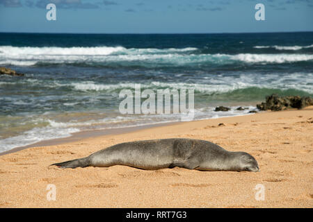 Sud Pacifico, STATI UNITI D'AMERICA, Hawaii, Hawaiian, Isola, Kauai, North Shore foca monaca Foto Stock