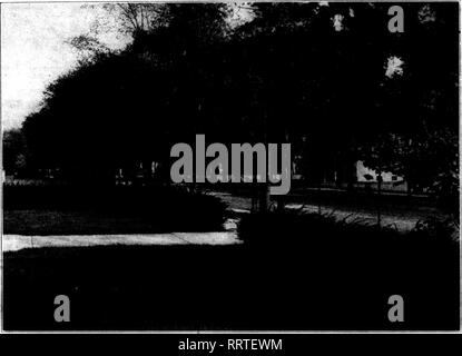 . Fioristi' review [microformati]. Floricoltura. NoVKMBKK 19, 1914. I fioristi^ Rassegna 13. FoUage e frutti G&GT;mbine per rendere Berberis Thunbergi}, la sua forma nativa, uno dei migliori di siepi. locust, è buona come una siepe difensiva. Rhamnus cathartica, frangola, è bene dove un alto e forte copertura è desiderato. Filadelfo Lemoinei, il nuovo ibrido francese, è più moderata crescita rispetto al vecchio P. coronarius e rende una splendida siepe naturale, fioritura pro- fusely mentre i piccoli. Questi non sono affatto esaurire il meglio di desiderabile hedge piante di un carattere di latifoglie. Varie spiraeas, viburnums, ca Foto Stock