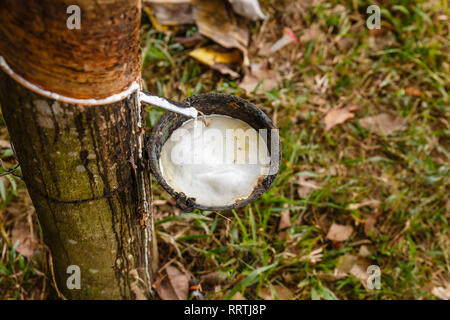 Struttura in gomma e la coppa su un albero, riempito con lattice, piantagione di gomma Foto Stock