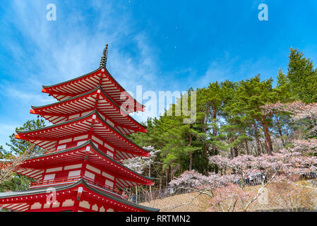 Il monte Fuji visto da dietro Chureito Pagoda in piena fioritura fiori di ciliegio & blue sky sfondo naturale. Arakurayama Sengen Park,Yamanashi, Giappone Foto Stock