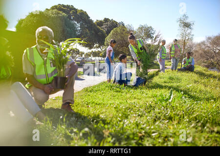 I volontari a piantare alberi nel soleggiato parco Foto Stock