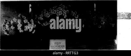 . Fioristi' review [microformati]. Floricoltura. Novembre 12, 1914. I fioristi' Riesaminare 37. Vera. Superba. Hero. Piantina Garofani essendo esposto al Western mostra dal J. D. Thompson Carnation Co., Joliet, III. amici, anche se il suo tempo era limitato. H. J. S. BUFFALO. Il mercato. Il commercio è il prelievo in quanto le basse temperature impostato in. Non vi è stato molto lavoro funebre, tuttavia. Chrysan- themums non sono così bene questo anno come ultimo. È stato detto che il caldo ottobre meteo colpite; esse sembrano morbido e non si conservano bene. Pom- pons stanno entrando nel mercato in grande quantità e vi ar Foto Stock