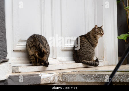 Tabby gatti sono seduti davanti ad una porta di casa Foto Stock