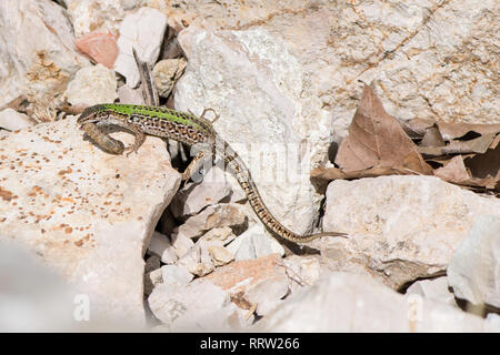 Lizard mangiando un worm su una pietra Foto Stock