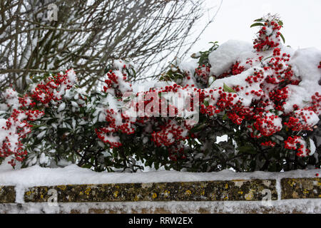 Red Pyracantha bacche con una buona copertura di neve lungo la parte superiore di una parete Foto Stock