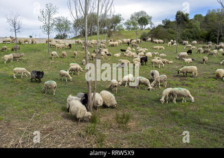 Manutenzione di spazi verdi da un gregge di pecore nel quartiere Malbosc a Montpellier Francia Foto Stock