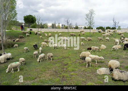 Manutenzione di spazi verdi da un gregge di pecore nel quartiere Malbosc a Montpellier Francia Foto Stock