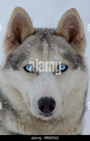 Ritratto di un cane in fiocchi di neve. Incantevole blue-eyed husky da lo Sled Dog team Foto Stock