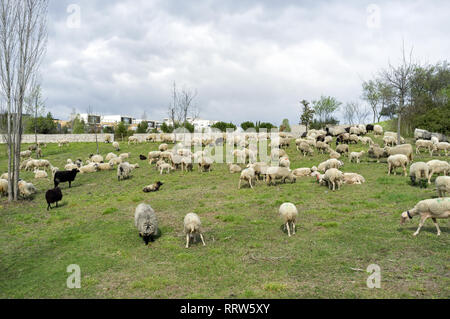 Manutenzione di spazi verdi da un gregge di pecore nel quartiere Malbosc a Montpellier Francia Foto Stock