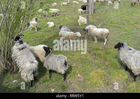 Manutenzione di spazi verdi da un gregge di pecore nel quartiere Malbosc a Montpellier Francia Foto Stock