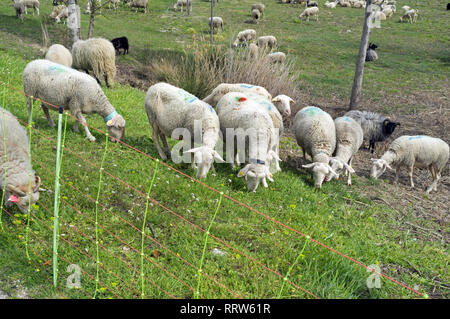 Manutenzione di spazi verdi da un gregge di pecore nel quartiere Malbosc a Montpellier Francia Foto Stock