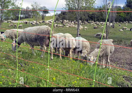 Manutenzione di spazi verdi da un gregge di pecore nel quartiere Malbosc a Montpellier Francia Foto Stock