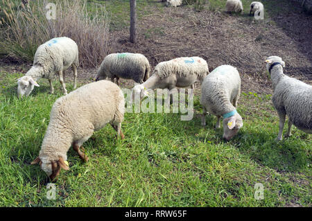 Manutenzione di spazi verdi da un gregge di pecore nel quartiere Malbosc a Montpellier Francia Foto Stock