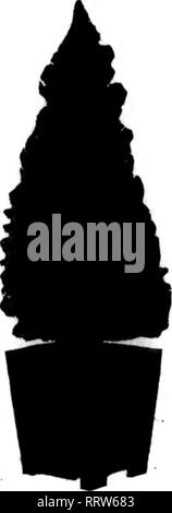 . Fioristi' review [microformati]. Floricoltura. 72 i fioristi' Riesaminare scossone 16, 1914. e spesso è ardito. Il golden ligustro è buono dove zero tem- peratures sono rari e ho eulogis- tic relazioni di esso dalla Gran Bretagna, dove si conserva il suo fogliame tutto l'anno, ma c'è, naturalmente, la win- ter sono miti. ? Per davvero un inverno a prova di impianto siepe, il ligustro giapponese, Ligustrum Ibota, o anche il Parlamento ligustro, L. vulgare, può essere usato. Se, tuttavia, L. ovalifolium mai inverno uccide, vorrei piantare in preferenza al golden varietà. C. W. NEWBUEaH, N. Y. Park sovrintendente Foto Stock