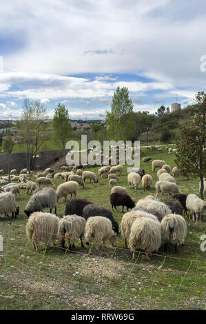 Manutenzione di spazi verdi da un gregge di pecore nel quartiere Malbosc a Montpellier Francia Foto Stock