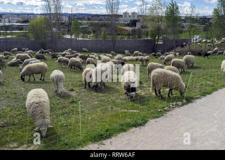 Manutenzione di spazi verdi da un gregge di pecore nel quartiere Malbosc a Montpellier Francia Foto Stock