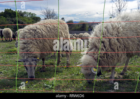 Manutenzione di spazi verdi da un gregge di pecore nel quartiere Malbosc a Montpellier Francia Foto Stock