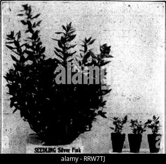 . Fioristi' review [microformati]. Floricoltura. Apkil 2, 1914. I fioristi' Riesaminare 129 riduzione di prezzo per gli strenui meteo di febbraio disarranged completamente i nostri piani, e ora tutto viene fornito in una sola volta. Due lotti di piante pronta per uscire e andare in un altro lotto pronto per andare a. Noi vi darà il beneficio di una riduzione di prezzo per effettuare rapidamente la camera. I nostri impianti sono ramificati e tozza e non sono mai stati migliori. Il prezzo è di soli 20,00 dollari per 1000; $3.00 per 100; 200 per $5.00. Questi plnnts, se nella Panchina, fiorirà dal Memorial Day per tutta l'estate. Se incapsulate e schiacciato, essi vi faranno un le Foto Stock