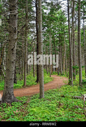 Percorso sporco attraverso la foresta. Foto Stock