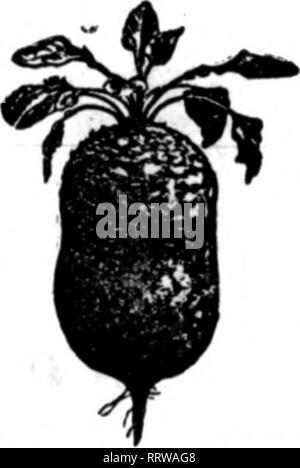 . Fioristi' review [microformati]. Floricoltura. Sbptembbe 4, 1913. I fioristi* Review 57 OttoHeinecken Agenzia orticola BIdg Whitehall. 17 Batteria posto NEW YORK unico rappresentante americano di J. HEWS FIGLI, HALSTENBEK (Germania) rruit Tree Stock, alberi da bosco, piante Hedge E. NEUBERT, WANDSBEK (Germania) il giglio della valle, Lillà lor Forolng; A. KEHHOLZ. QUEDUNBURG (Germania) BiKb-BTade Vecetable e semi di fiori anche in Olanda e Belarlum stock, come Rho- dodendrons, azalee, palme, ecc. Scrivere per i prezzi. Menzionare il riesame quando yon scrivere. GLADIOLUS Prezzi ora pronto. J. SPEELMAN &AMP; figli Sa Foto Stock