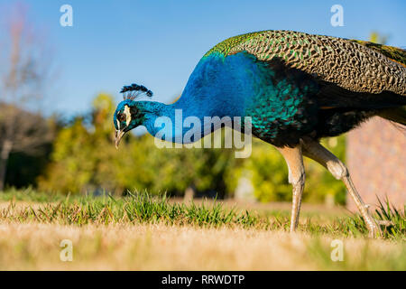 Peacock passeggiate nella foresta a Los Angeles in California Foto Stock