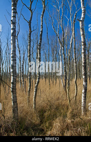 Foresta di annegamento: Betulle morto in una palude Foto Stock