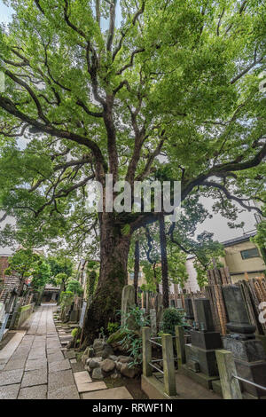 Taito Ward, Tokyo, Giappone - 18 agosto 2017: Antica canfora albero a Daioji Nichiren Setta buddista di Tempio e cimitero. Situato nel quartiere di Yanaka Foto Stock