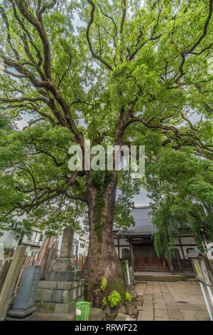 Taito Ward, Tokyo, Giappone - 18 agosto 2017: Antica canfora albero a Daioji Nichiren Setta buddista di Tempio e cimitero. Situato nel quartiere di Yanaka Foto Stock