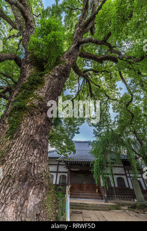 Taito Ward, Tokyo, Giappone - 18 agosto 2017: Antica canfora albero a Daioji Nichiren Scuola di Buddismo Tempio e cimitero. Situato nel quartiere di Yanaka Foto Stock