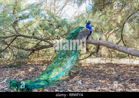 Peacock seduto su un ramo a Los Angeles in California Foto Stock