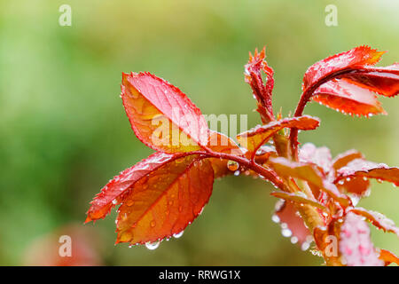 Chiudere di nuovo nato rosa rossa foglie con gocce d'acqua a Los Angeles in California Foto Stock