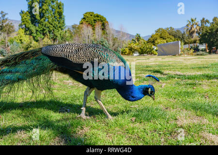 Peacock passeggiate nella foresta a Los Angeles in California Foto Stock