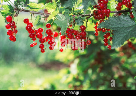 Ribes rosso. Mature e fresche biologiche di ribes rosso bacche crescente Foto Stock