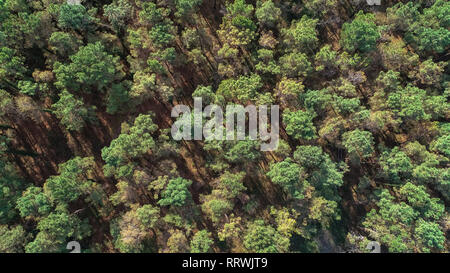 Foto sulle cime della foresta di pini. Vista aerea, natura Foto Stock