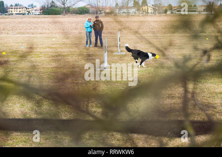 ALBAIRATE (MI), Italia - 23 febbraio 2019: un Border Collie salta un ostacolo tenendo un manubrio in bocca durante una prova di obbedienza a Albairate (nea Foto Stock